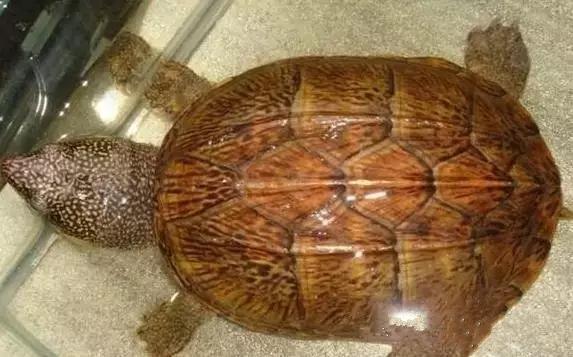 你知道乌龟能活多少岁吗,巴西涂了漆的龟能活多久