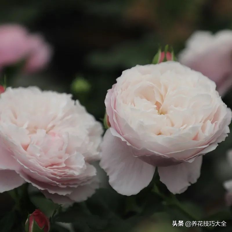 四季开花的月季又香又好养有几种,最漂亮10种盆栽月季