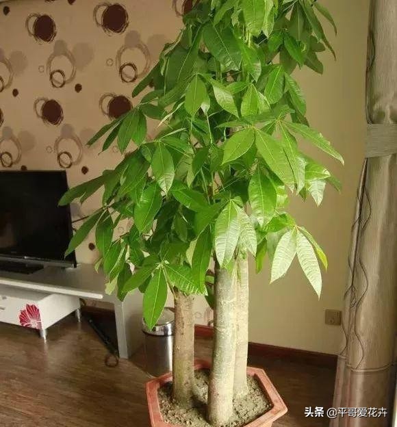 客厅养什么比较旺财,家里养什么对风水好招财走运