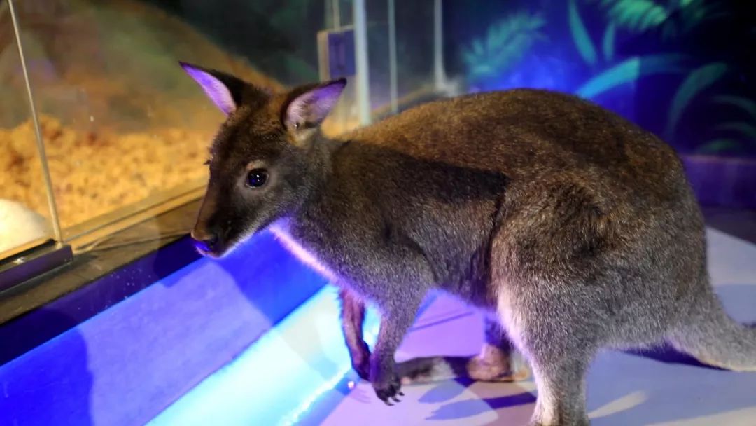 亲子必打卡动物园,动物园观赏园萌宠乐园等你打卡