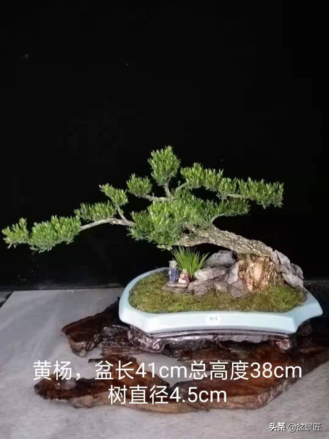 怎样才能让盆景变好看,怎么让龙柏长得慢