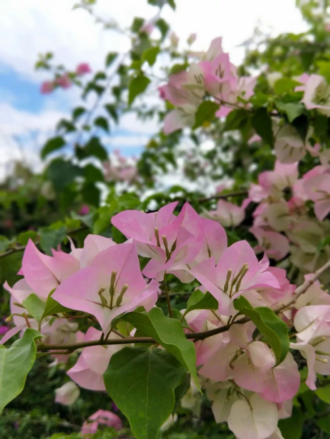 袁金奎老师国画作品欣赏,袁金奎写意花鸟画作品