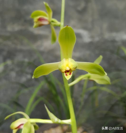 每日一品,蕙兰潘绿梅和庆华区别