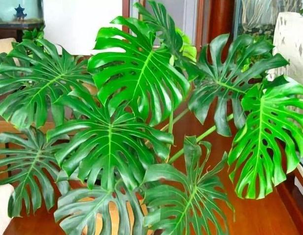 有什么东西可以防止吸入二手烟,什么东西能消除二手烟的危害