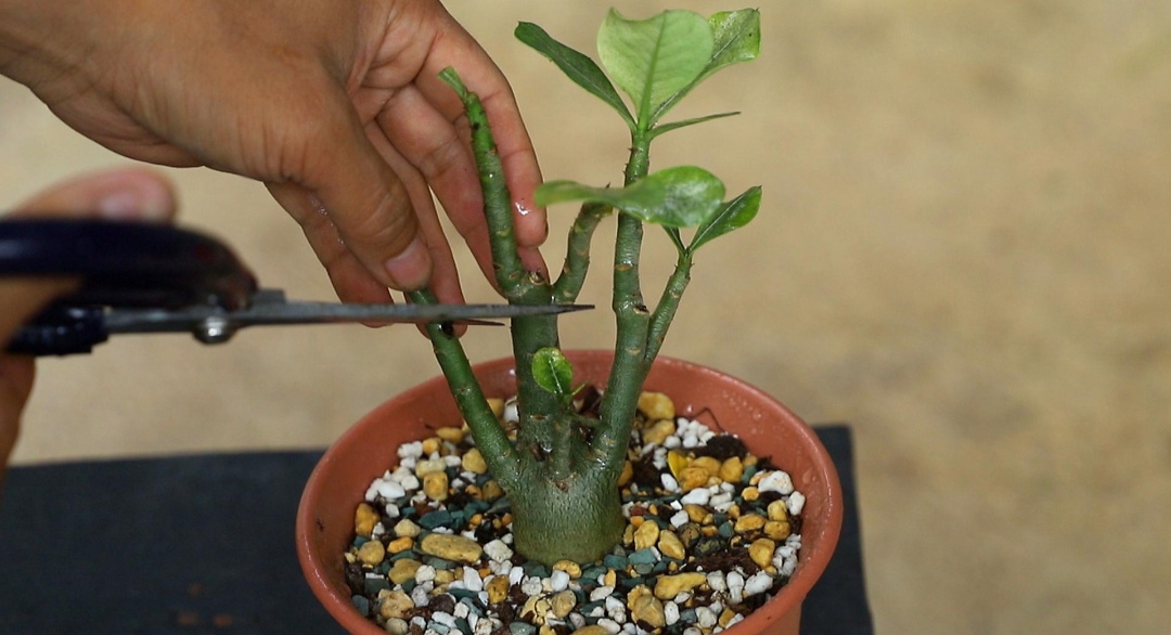 鎴峰涓嶈兘瑙︾鐨勬瘨鑺辨湁鍝簺,鍝簺姣掕姳涓嶈兘瑙︾