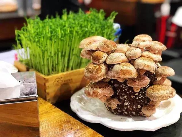 上海100元以下的火锅,上海好吃不贵的火锅店