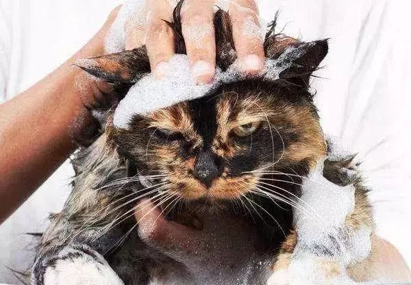 多久给猫咪洗一次澡猫咪洗澡攻略,猫咪一年洗两次澡