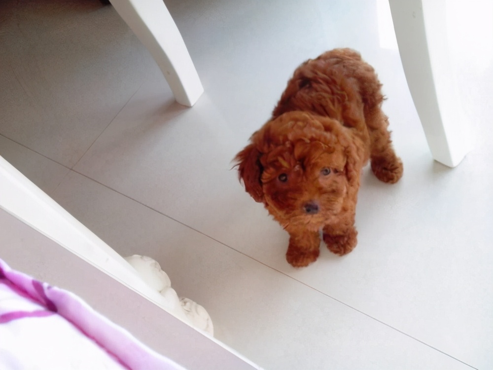 泰迪怀孕怎么照顾有助生产,泰迪怀孕前期有啥表现