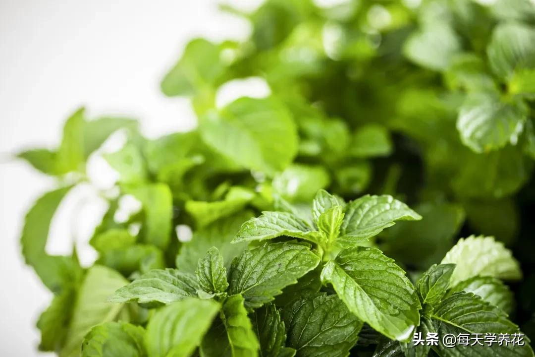 刚发芽的薄荷苗可以水培吗,薄荷能不能水培
