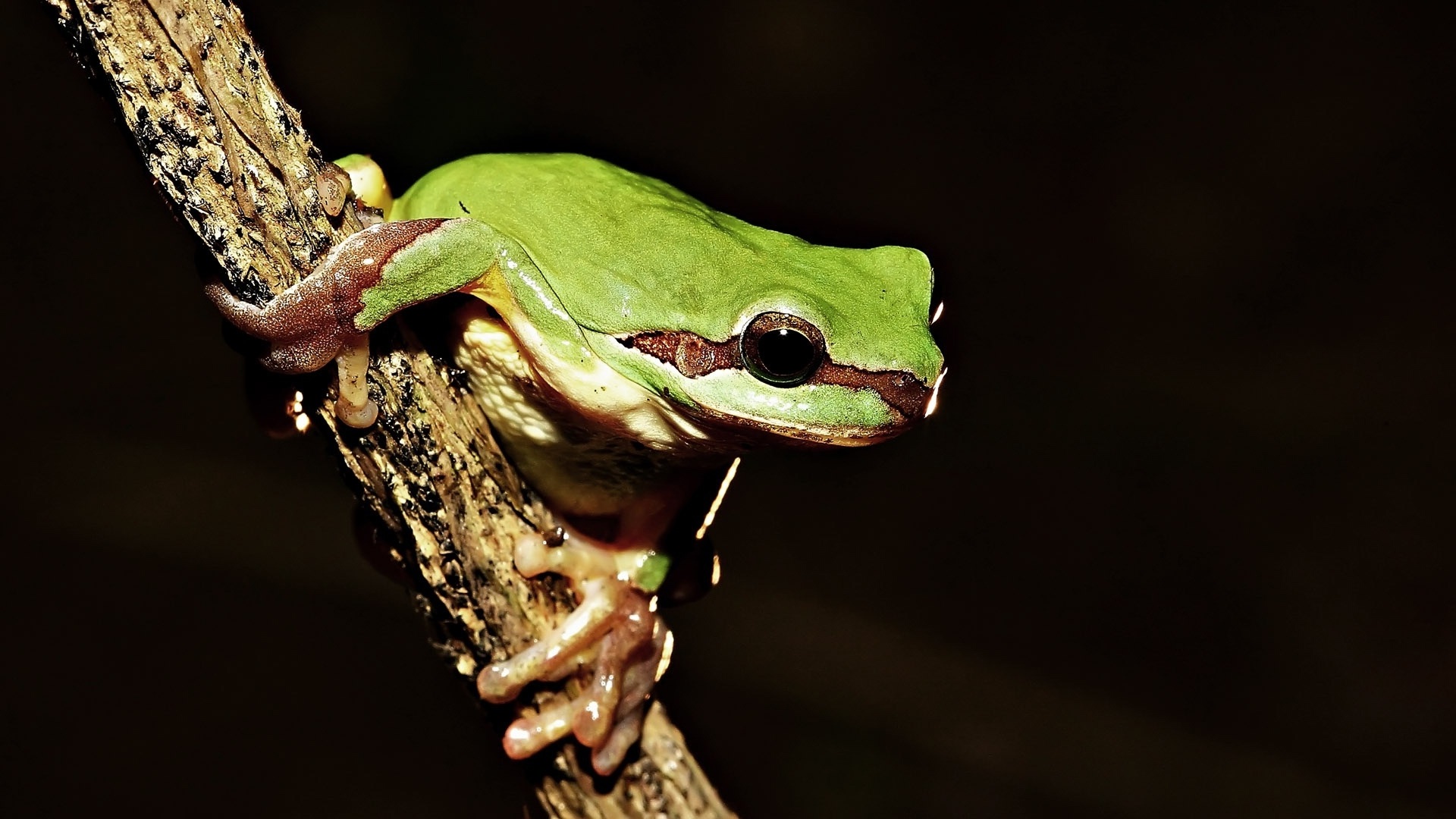 树蛙幼体饲养,林蛙幼蛙怎样转移大棚饲养