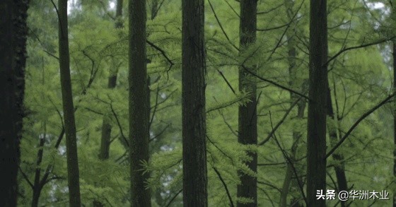 华洲木业怎么样,华洲木业