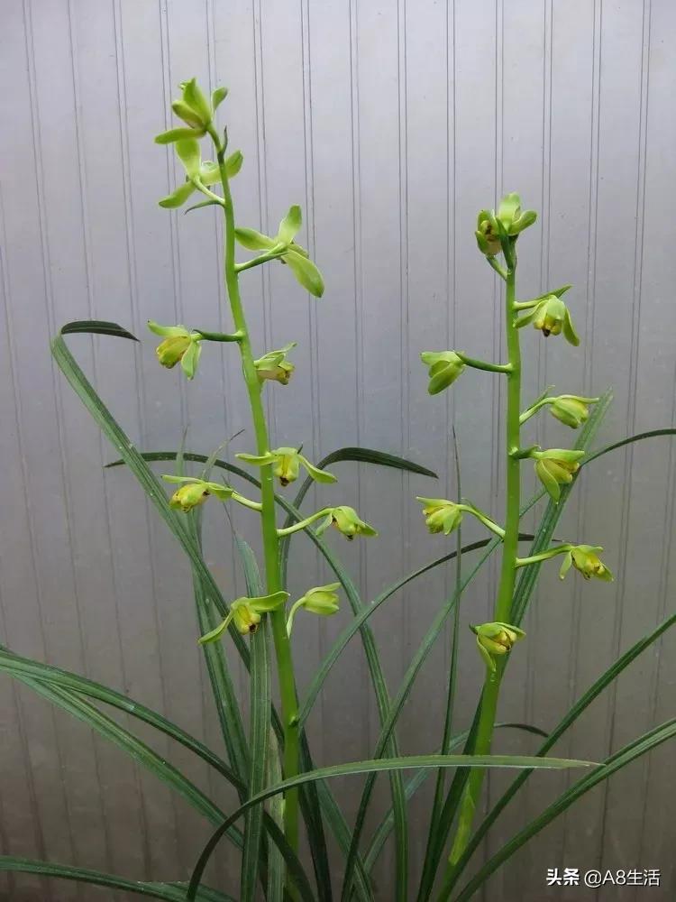 每日一品七律,每日一品茶叶