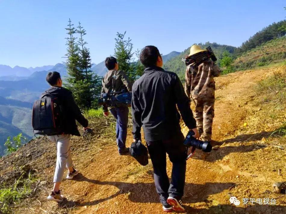 好消息！罗平鲁布革千亩柠檬丰收登上中央电视台！