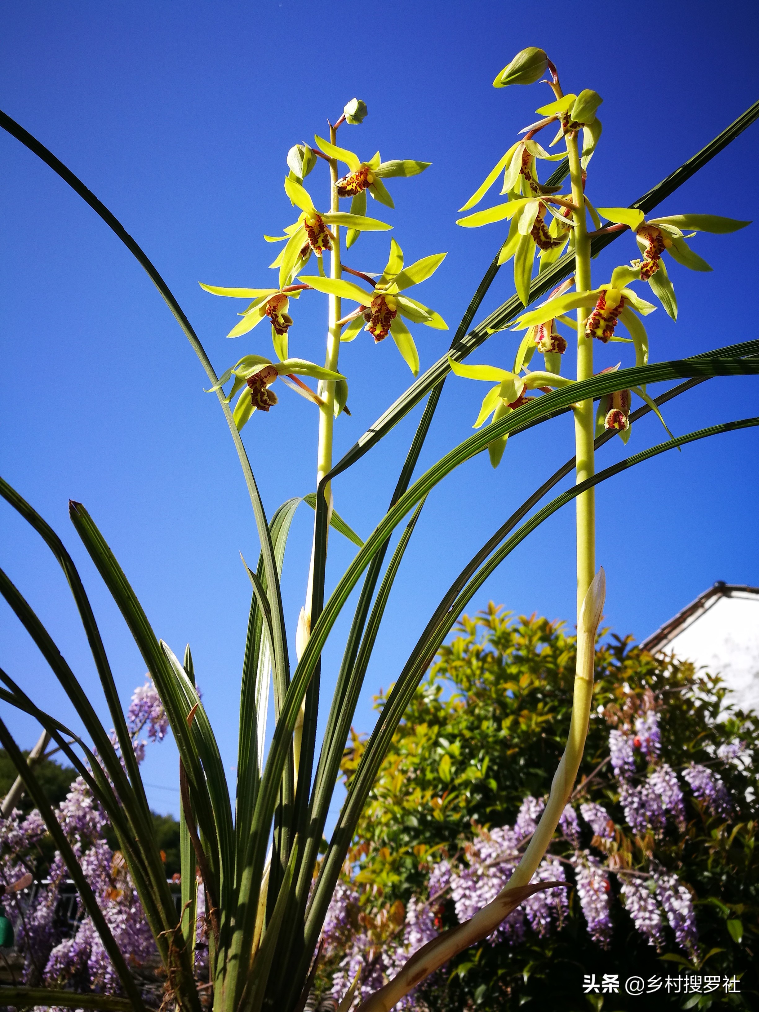 已有花苞的兰花怎么管理好,兰花的花苞怎么才能长的茂盛