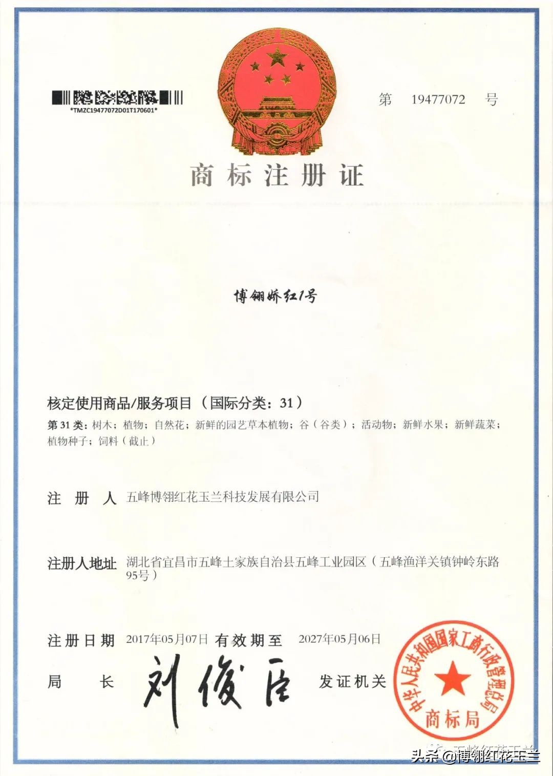 娇红一号玉兰真假识别,娇红一号玉兰和黄鸟玉兰区别