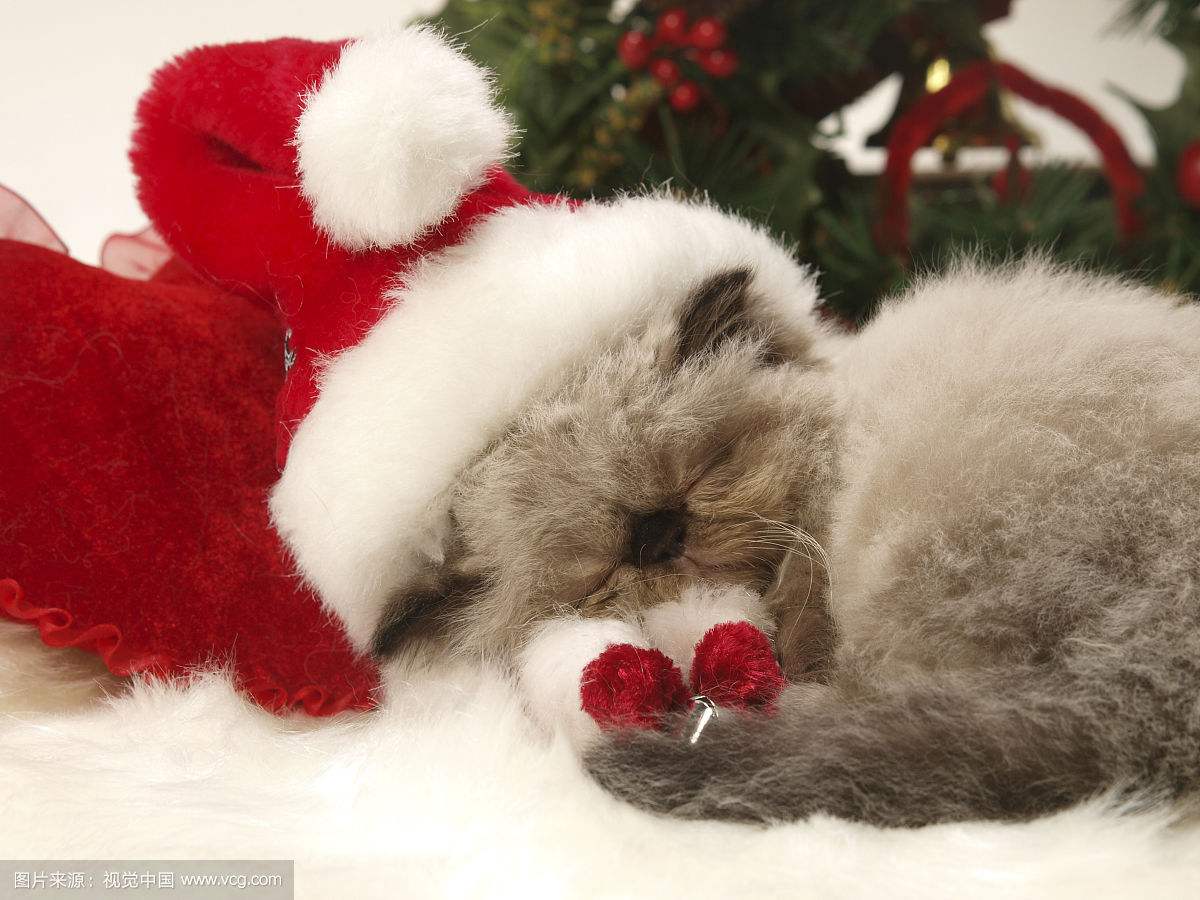 猫咪不爱进屋里该怎么办,猫窝我买回来猫咪不肯进怎么办