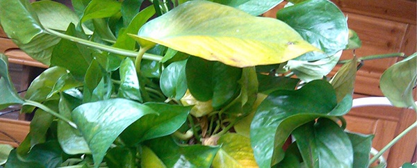 绿萝叶子黄了怎么修剪,绿萝叶子黄了怎么办