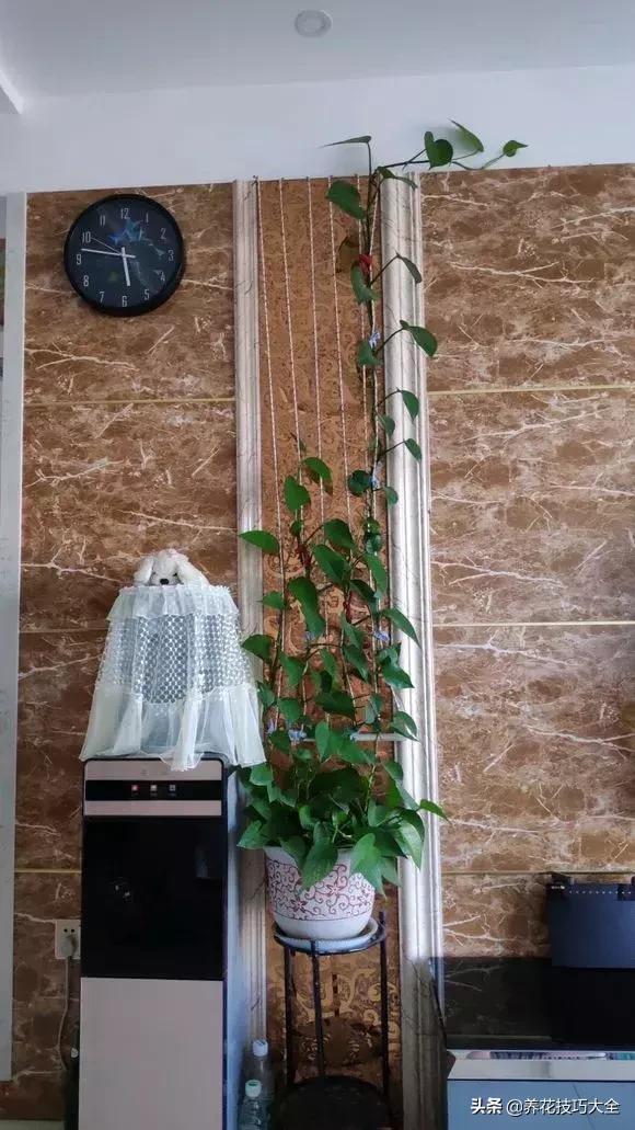 绿萝不花钱怎么可以养得更旺盛,绿萝水养放什么长得快