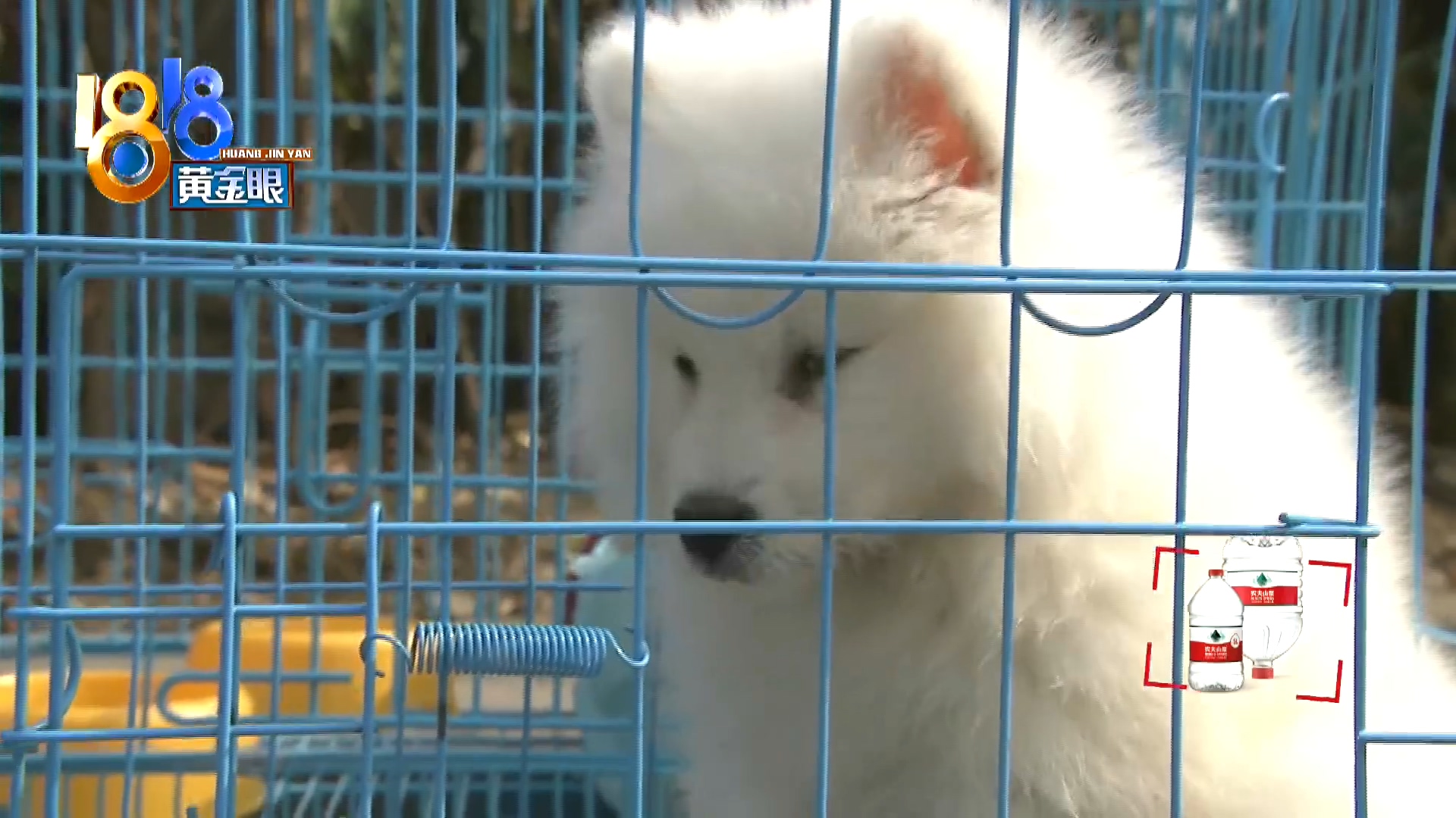 刚买回来小狗两天不吃怎么回事,三个月大的小狗惨遭毒手