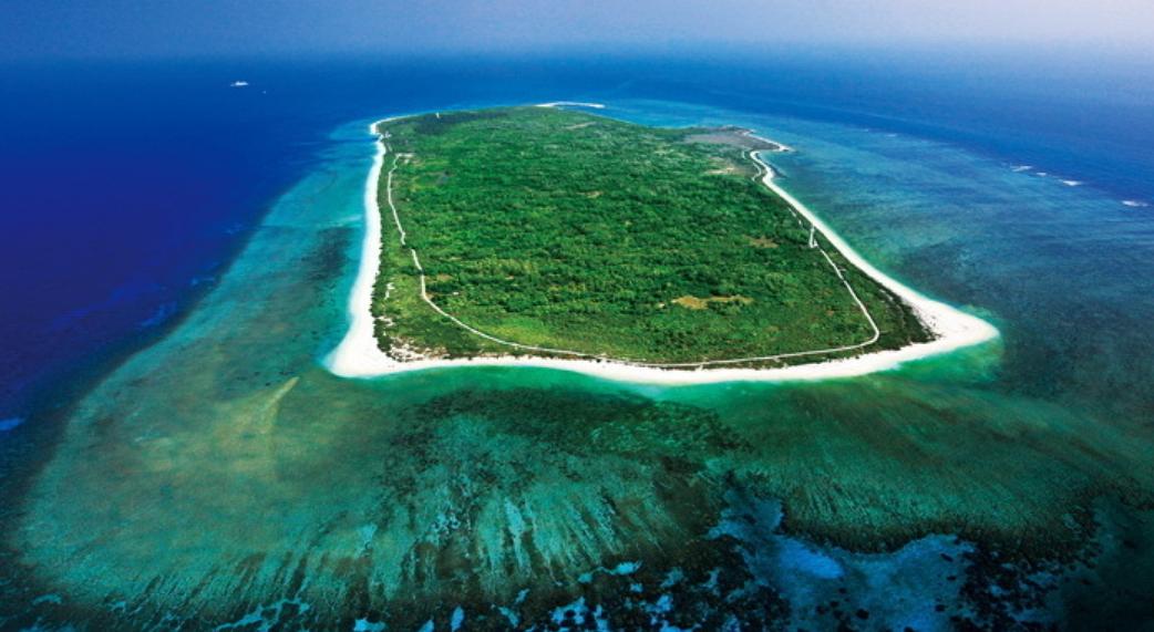 西沙东岛野牛群是从哪里来的,西沙东岛有多少野牛