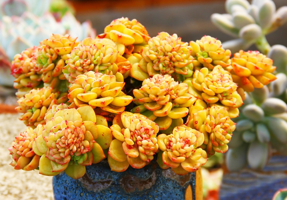 多肉黑霉用不用剪掉,多肉黑茎咋办