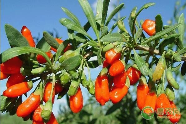 枸杞受潮了怎么办能晒吗,枸杞受潮了还能吃吗