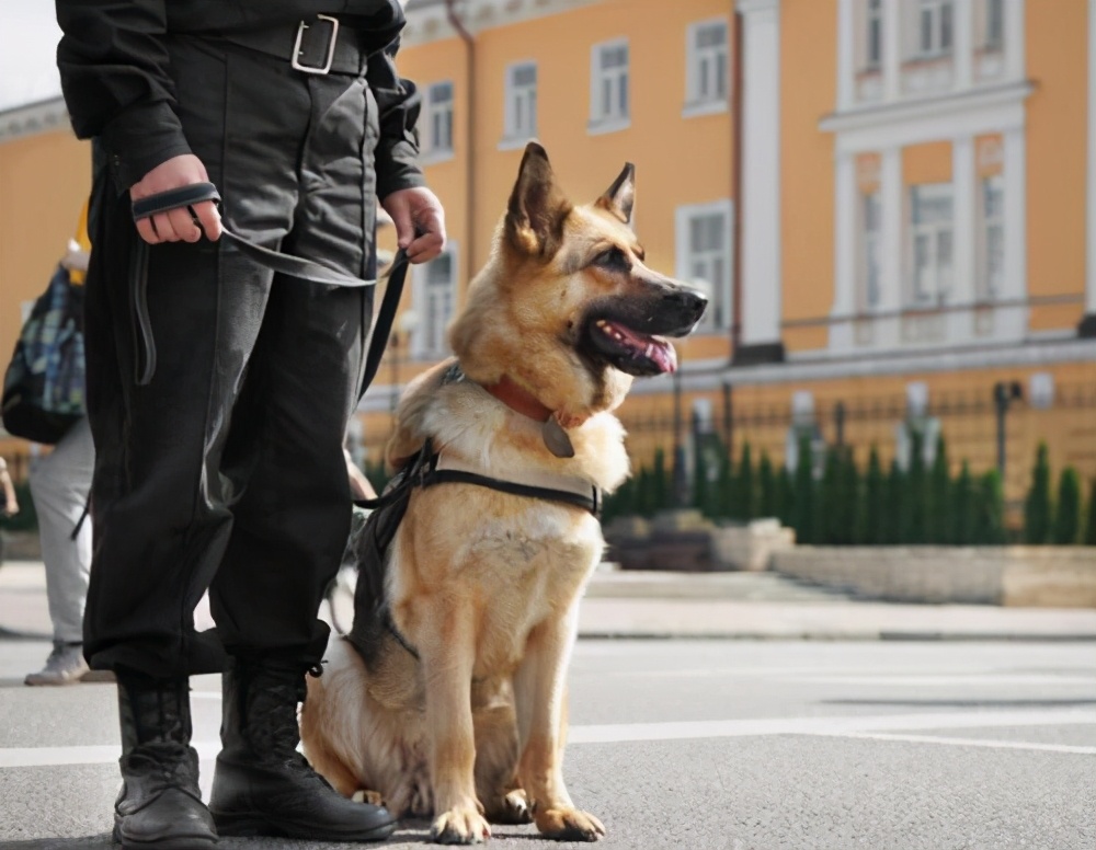 德国牧羊犬好养吗德牧优缺点分析,德国牧羊犬养公的还是母的好