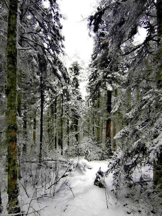 九寨沟一日游感悟,九寨沟和黄龙旅行美景