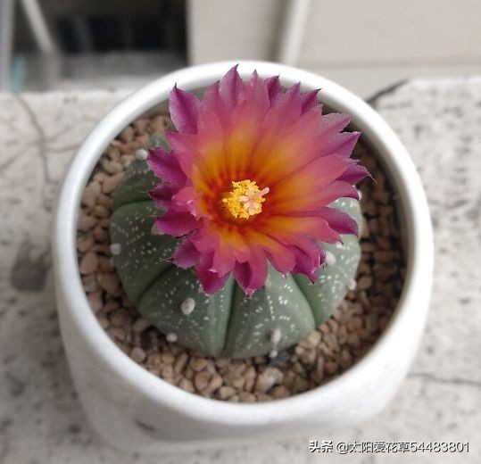 夏天雨水较多，仙人球烂根了怎么办？