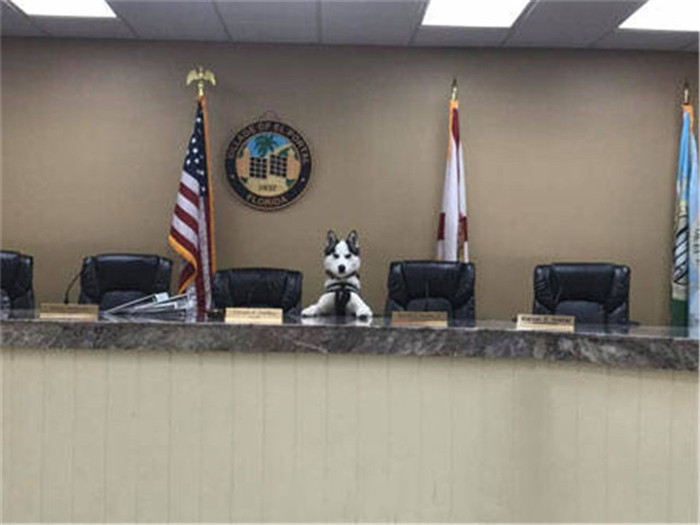 二哈当上警犬的视频,秃顶二哈真实经历