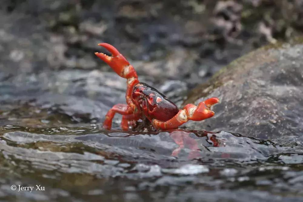 大师评图VOL.59丨“哥斯拉”出没注意！摄影创意无限！