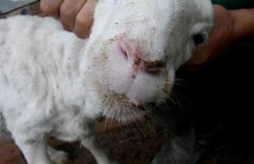 羊口疮的快速治疗土方法,羊口疮防治小妙招