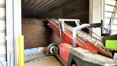 北海道马铃薯在日本一枝独秀