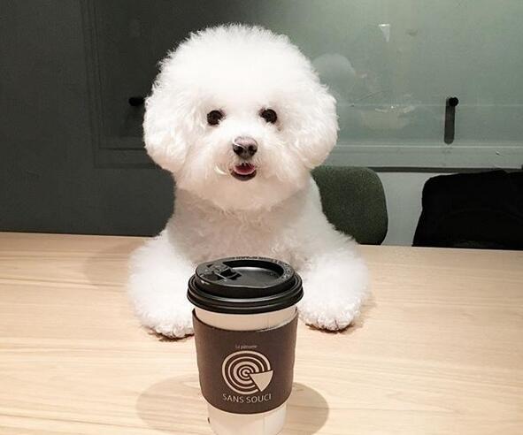 宠物狗品种大全热门宠物排行,长耳朵黑黄宠物狗是什么品种