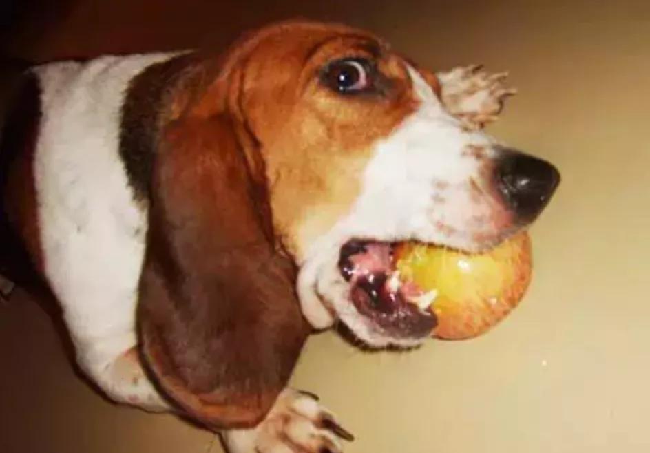 狗狗误食一点点巧克力会死吗,狗狗吃了巧克力轻微中毒的症状