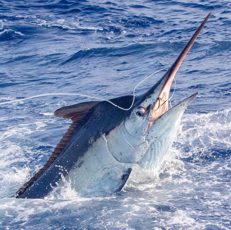 海钓超级刺激,海钓极限钓鱼