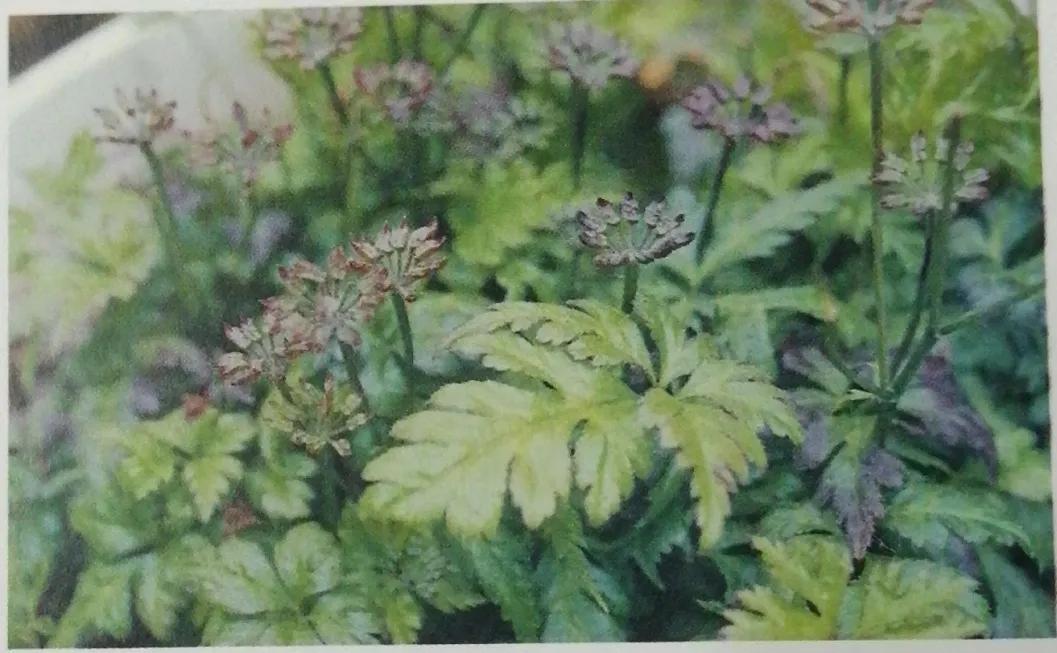 苦到极致的黄连,苦黄连的药用价值