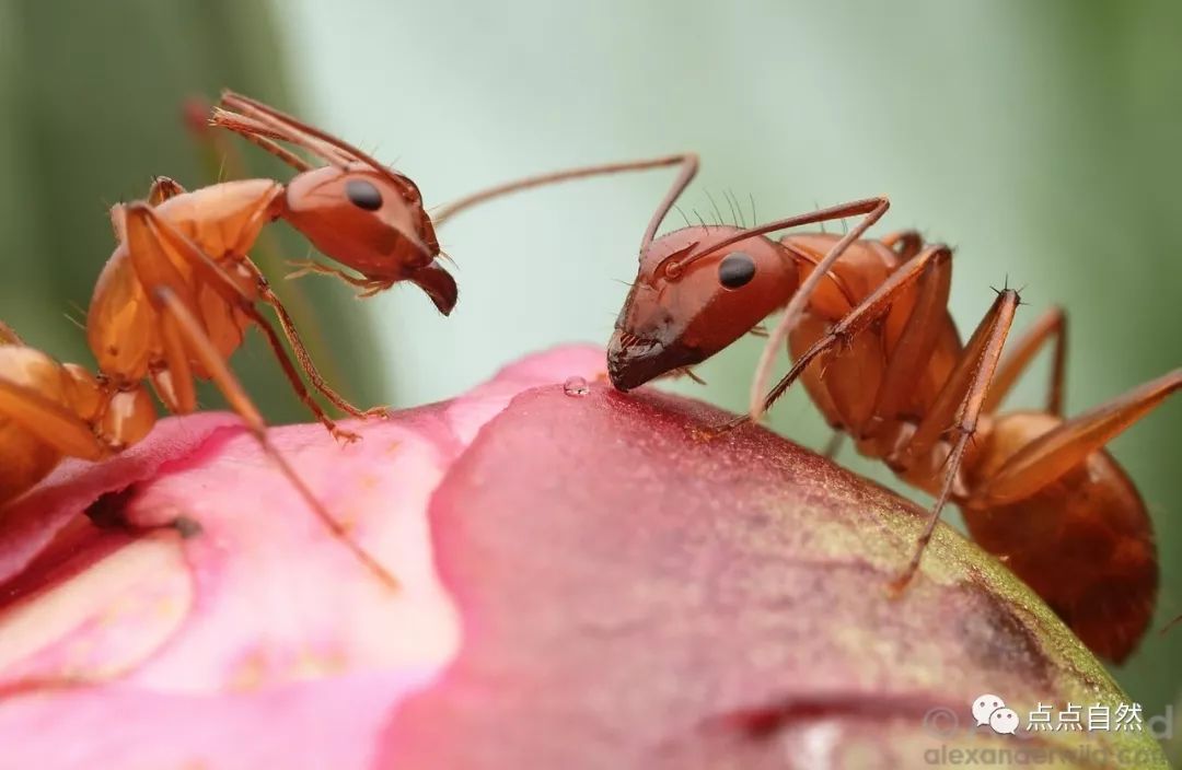 宠物蚂蚁基础知识,宠物蚂蚁怎么养新手教程