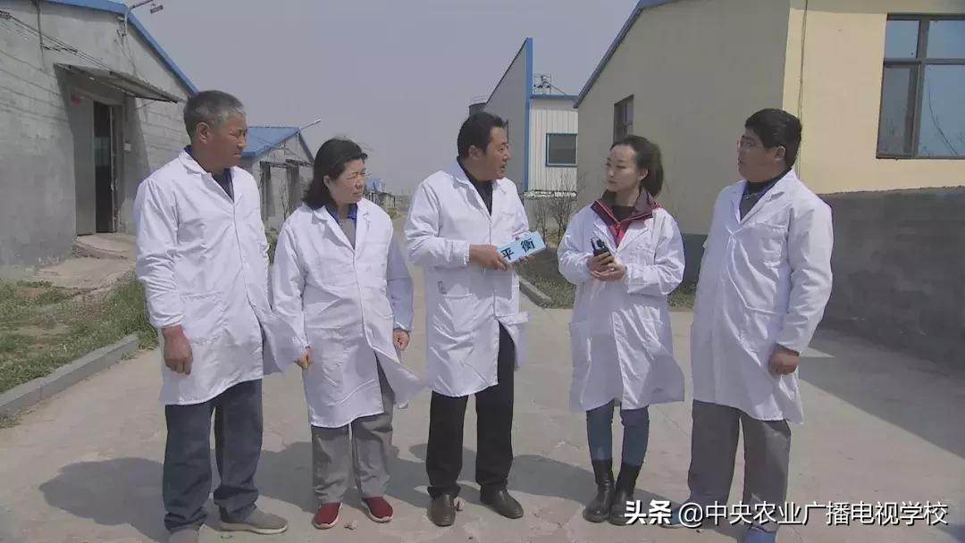 母鸡下软壳蛋吃什么改善,母鸡下软壳蛋怎么补救