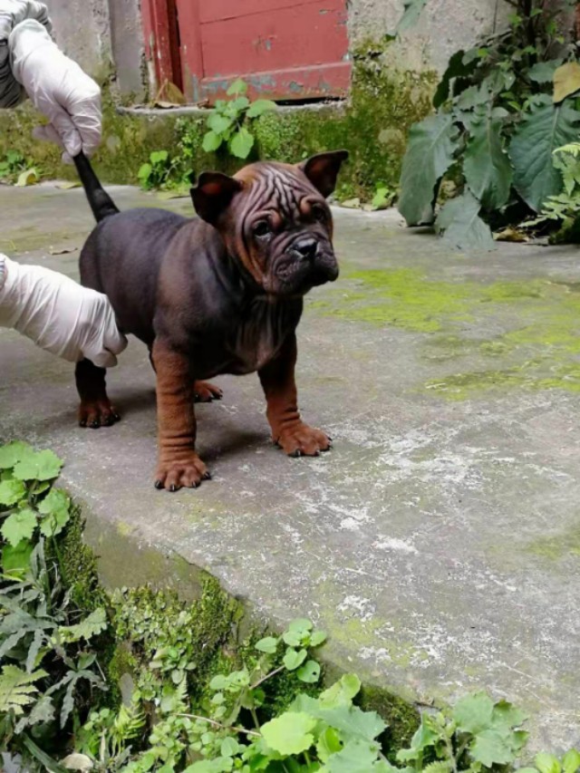 正宗川东猎犬俱乐部,重庆猎犬俱乐部