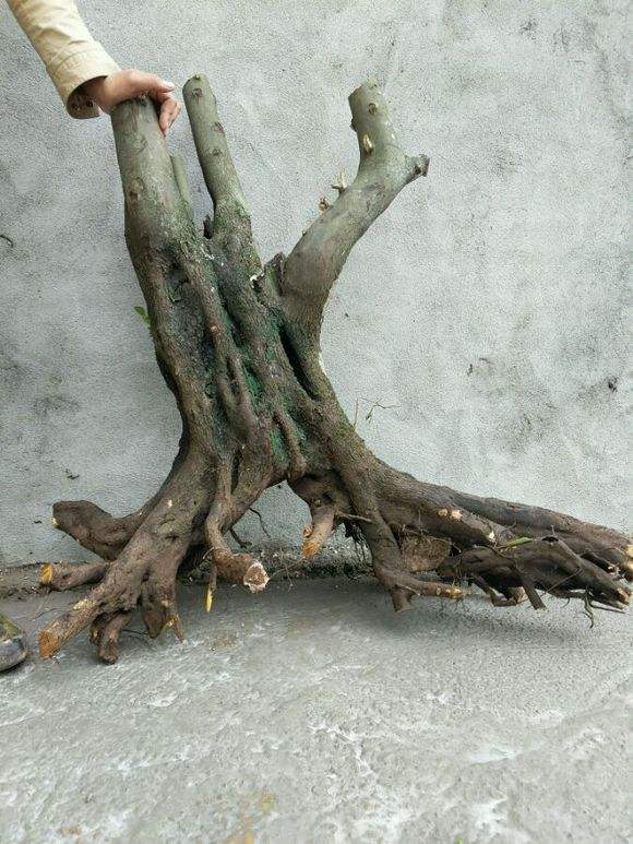 金弹子出芽后的养护,春天挂果金弹子多久修剪