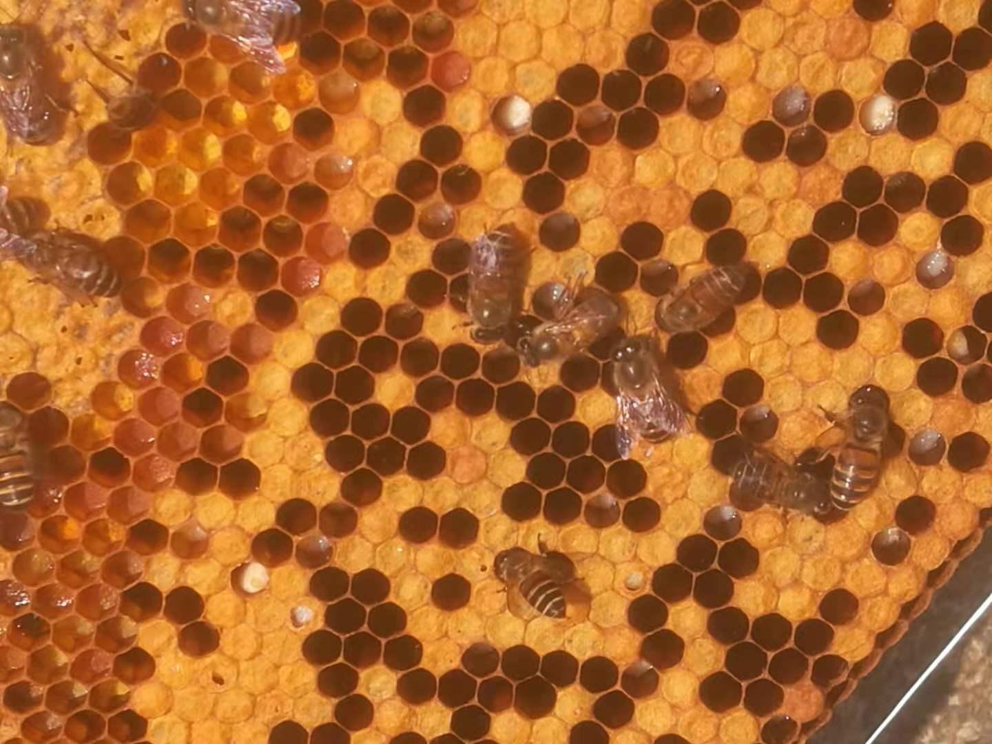 蜂群只有一脾幼虫可以吗,中蜂患了幼虫病怎么治