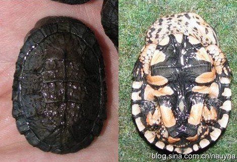 刺颈龟属图片,刺颈龟是保育品种吗