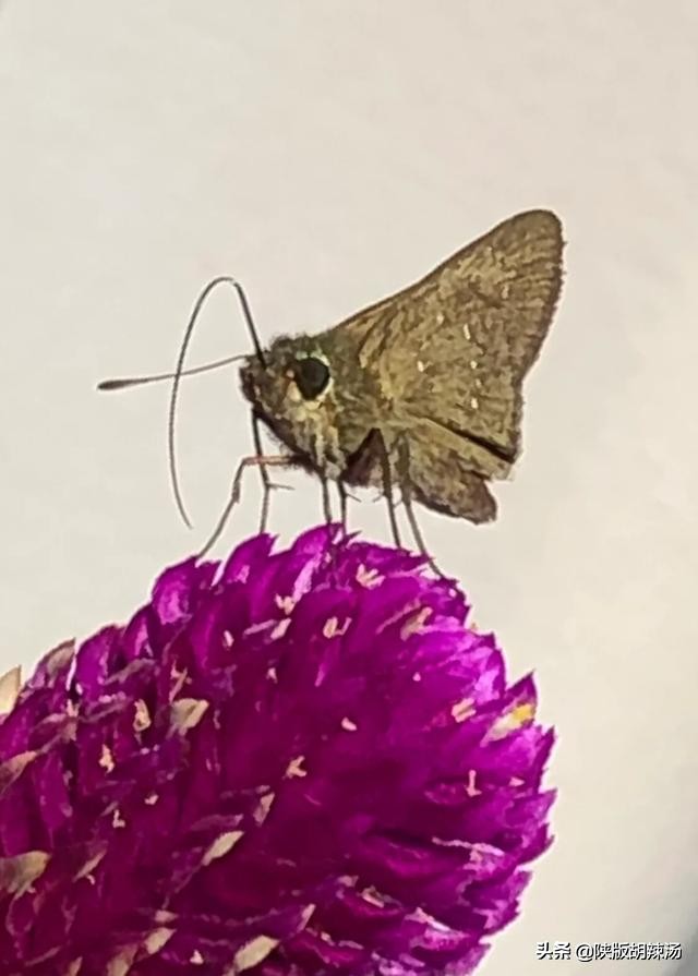 一树桔子被别人摘完了,一树桔