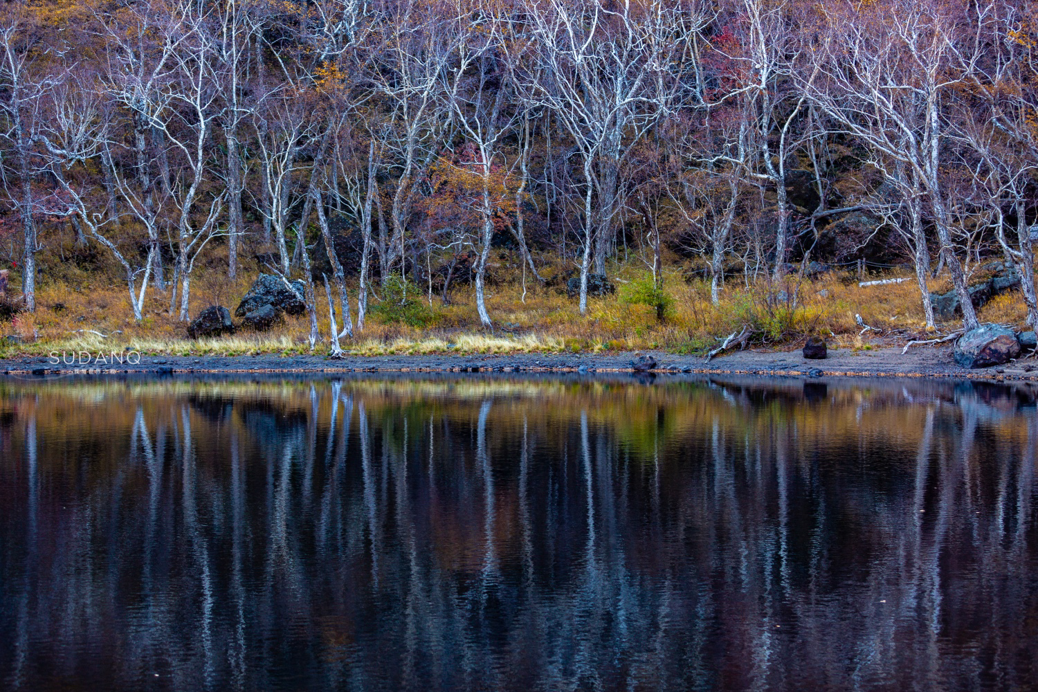 长白山百年野生人参为什么贵,长白山人参最好在哪里