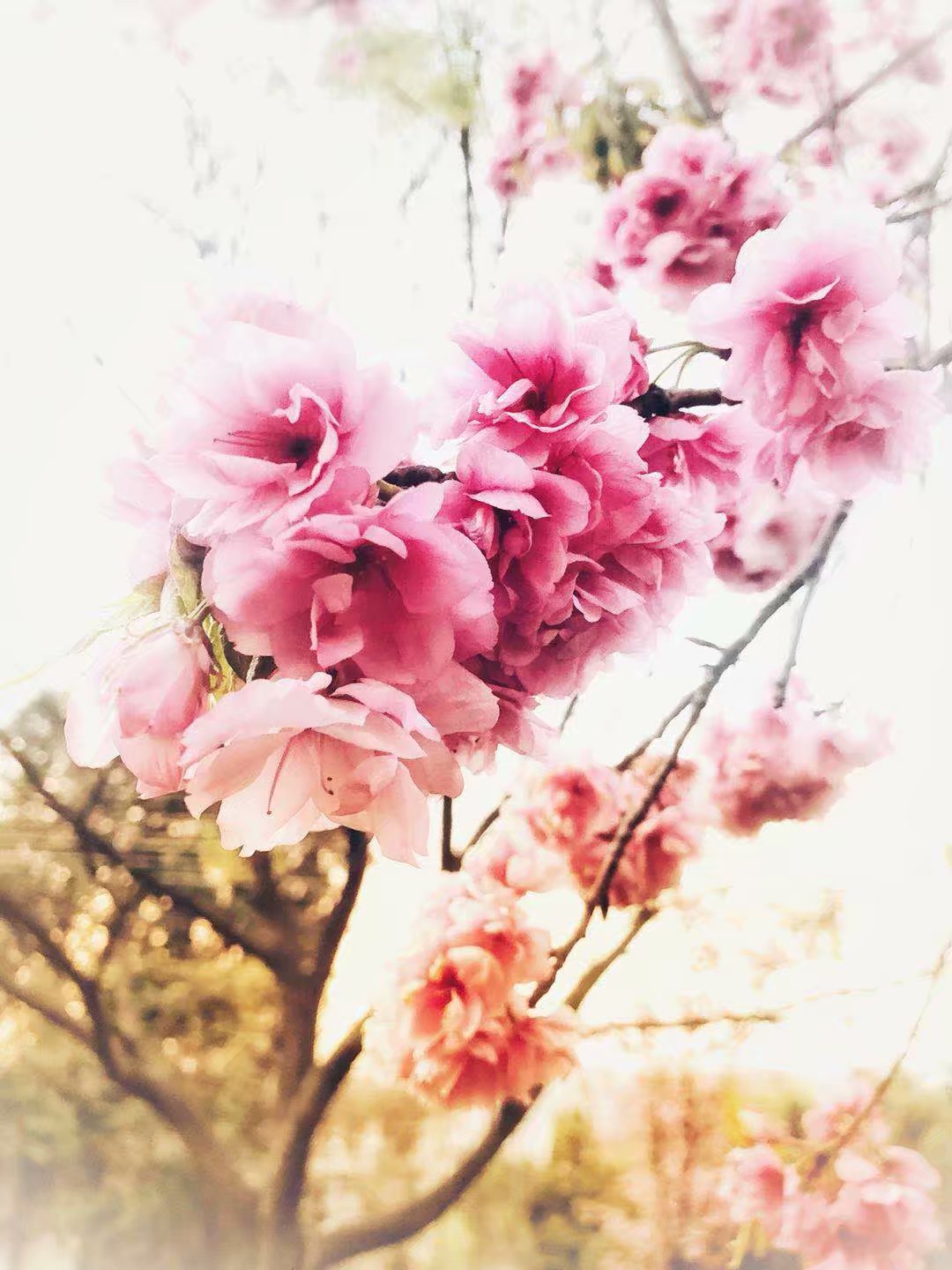 我眼中的昆明,昆明春之城