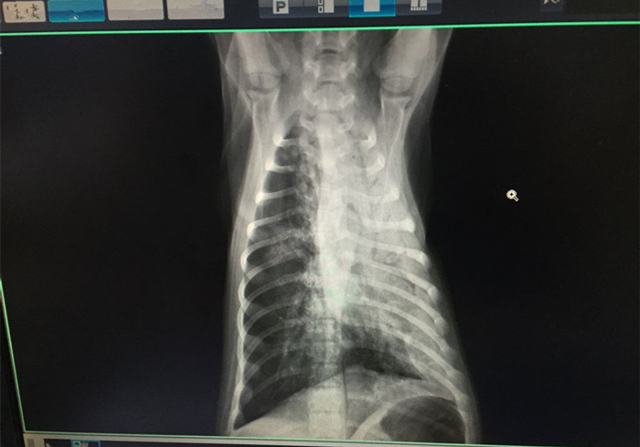 狗狗流鼻血是什么病的前兆,狗狗鼻口有白色浓鼻涕是怎么回事