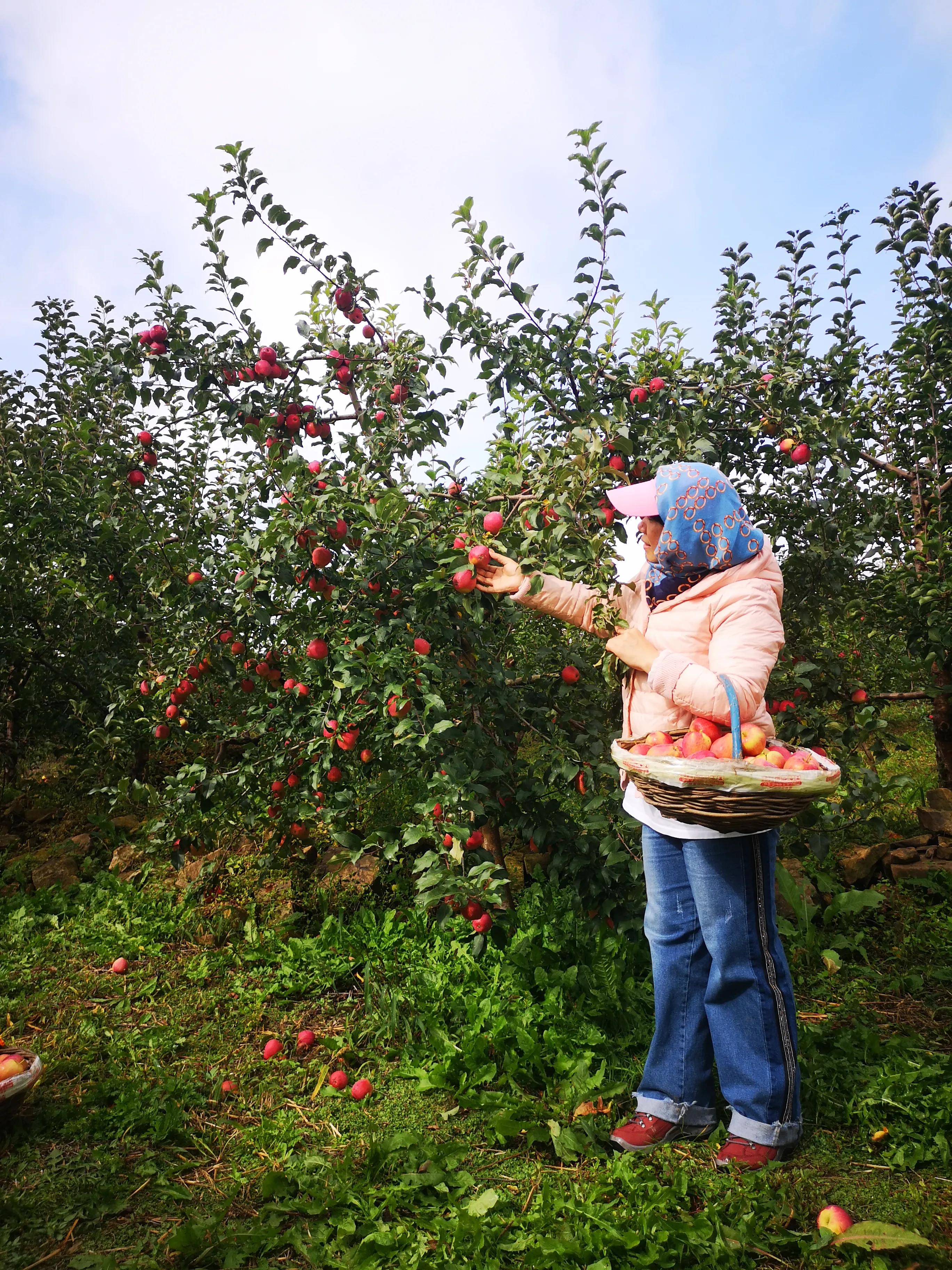 种植苹果农业技术推广,苹果果树新品种推广种植