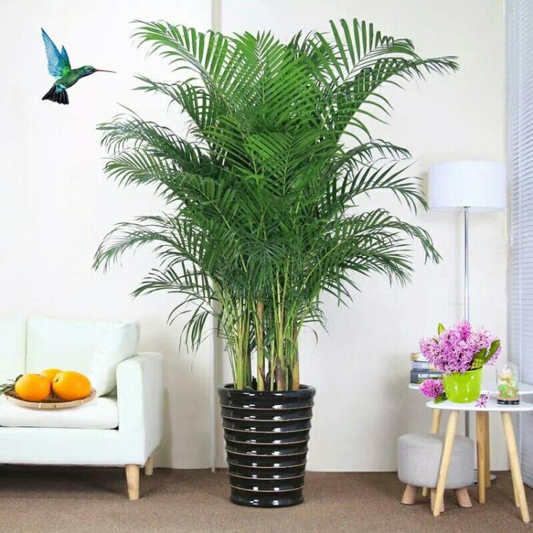 100种适合室内养的植物盆栽,10种适合室内摆放的花卉盆栽推荐