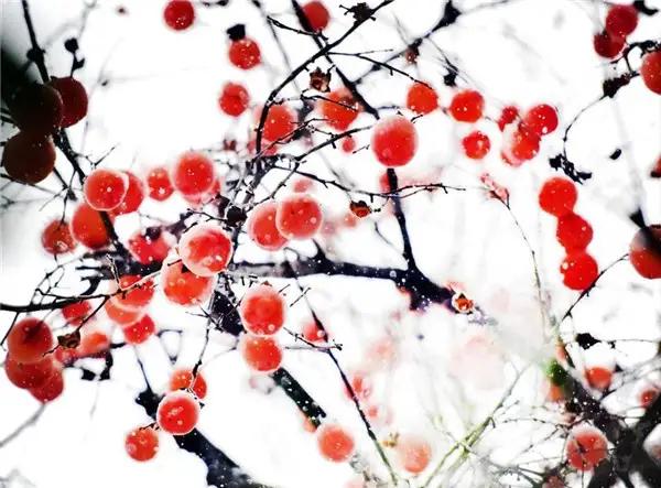 儿时的柿子树就这样被砍掉了,老柿子树砍伐有什么忌讳